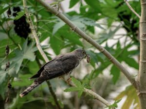 AUDIOS - AVES EN WAYUUNAIKI